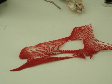 Casa do Alemán de Camelle