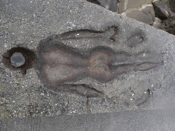 Museo de Man de Camelle