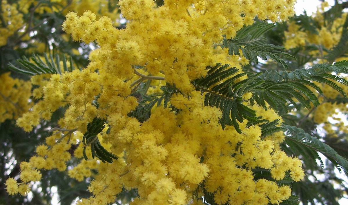 Acacia dealbata (mimosa) - O Camiño dos Faros