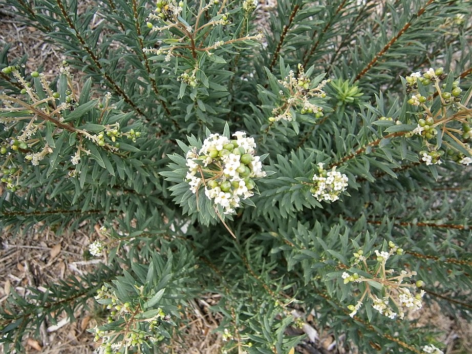Daphne gnidium (torvisco)