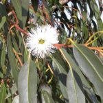 Eucalyptus globulus (eucalipto)