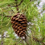 Pinus pinaster (pino do país)