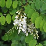 Robinia pseudoacacia (falsa acacia)