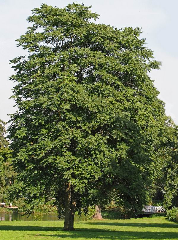 ailanthus altissima 2