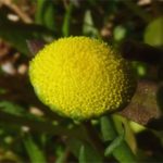 Cotula coronopifolia (Santalina de auga)