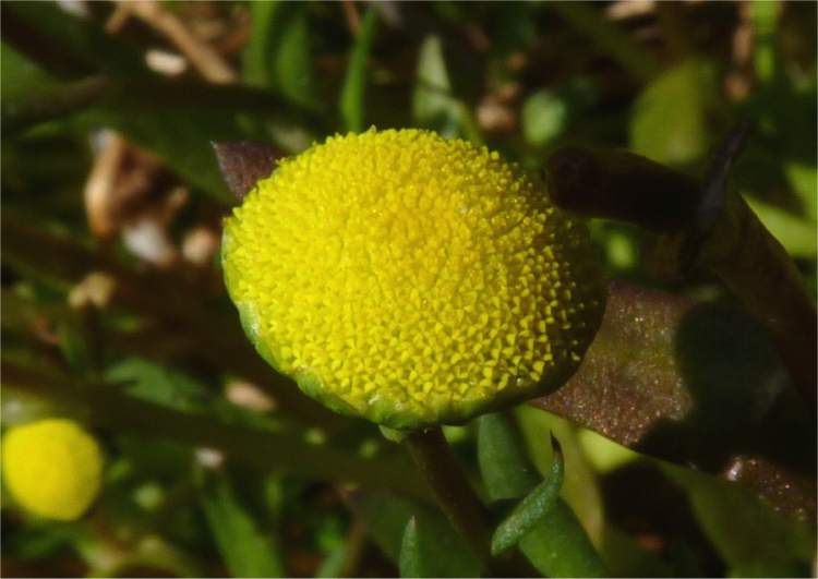 Cotula coronopifolia (Santalina de auga)