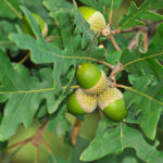 Quercus Pyrenaica (cerqueiro, carballo negro)