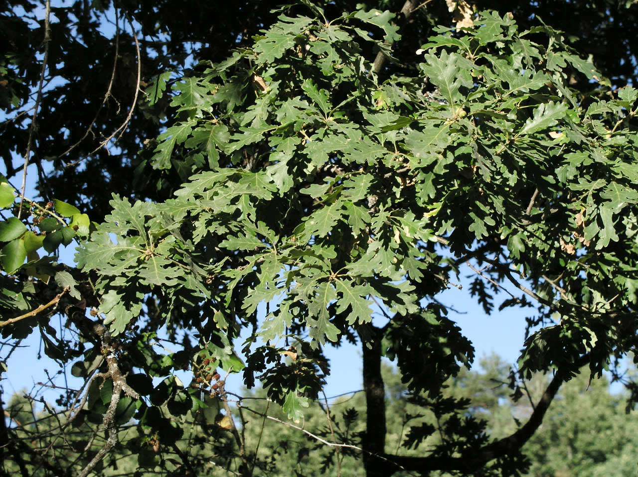 quercus pyrenaica 2