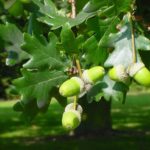 Quercus robur (carballo, roble)