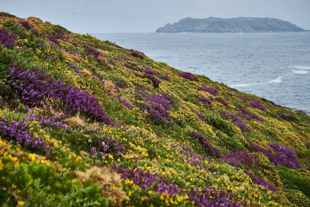 Breixos (Erica spp e outros)